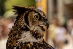 I’m very fond of owls too, Soldis. I got a photo of this handsome fellow in the village last summer .