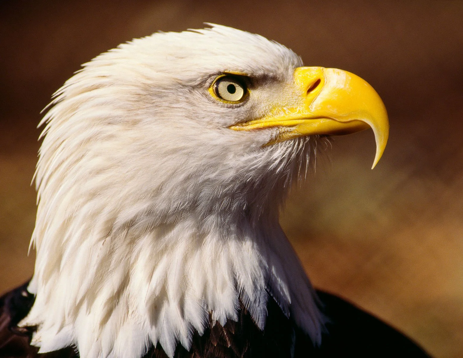 12509_eagle.jpg