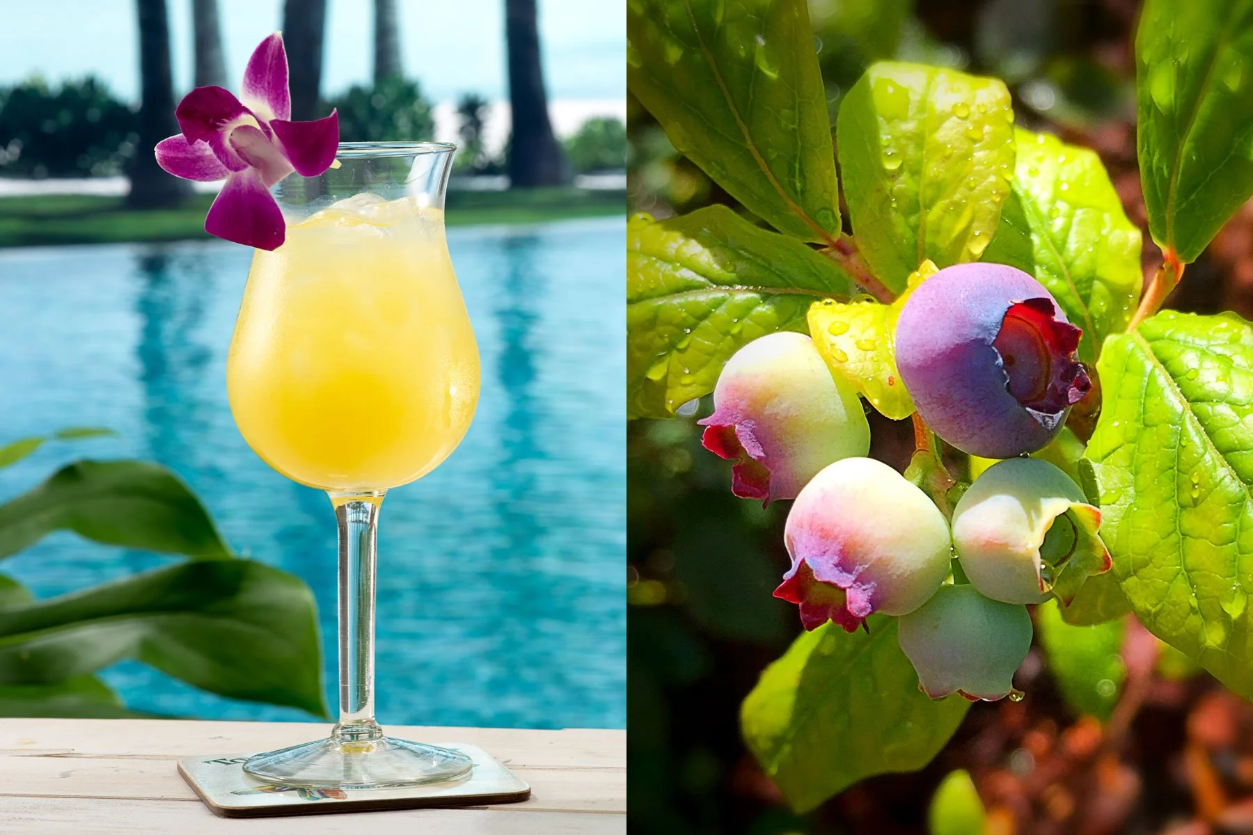 drink-berries.jpg