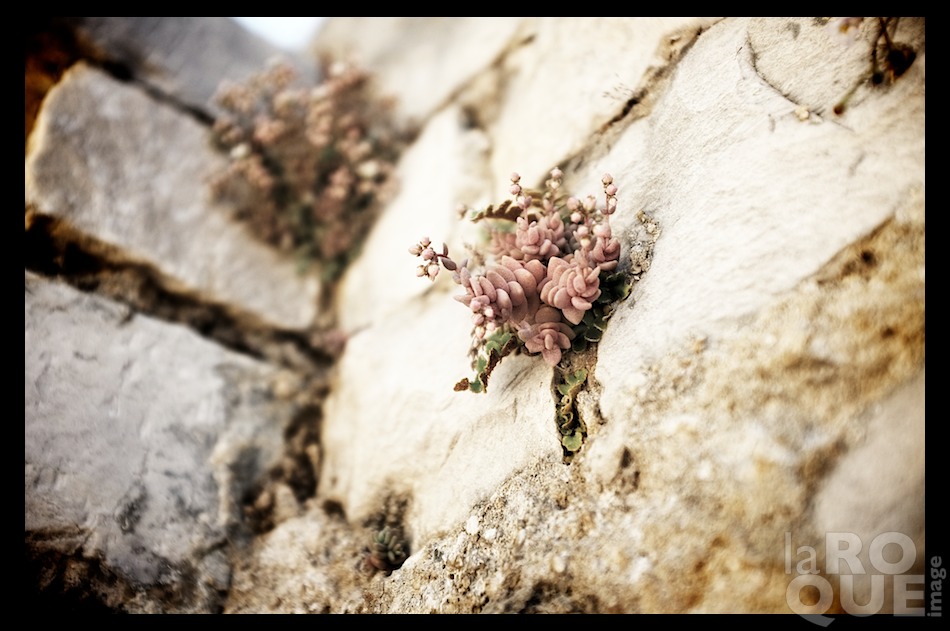 laROQUE_vaison7