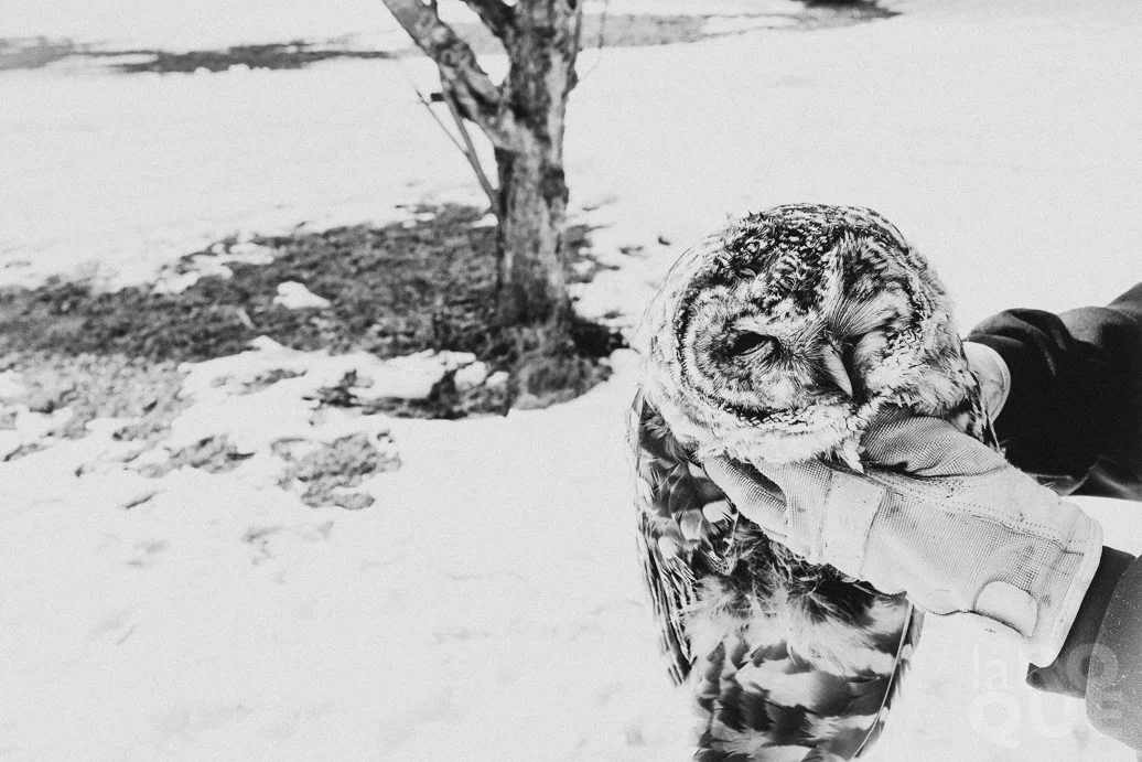 1_laROQUE_owl.jpg