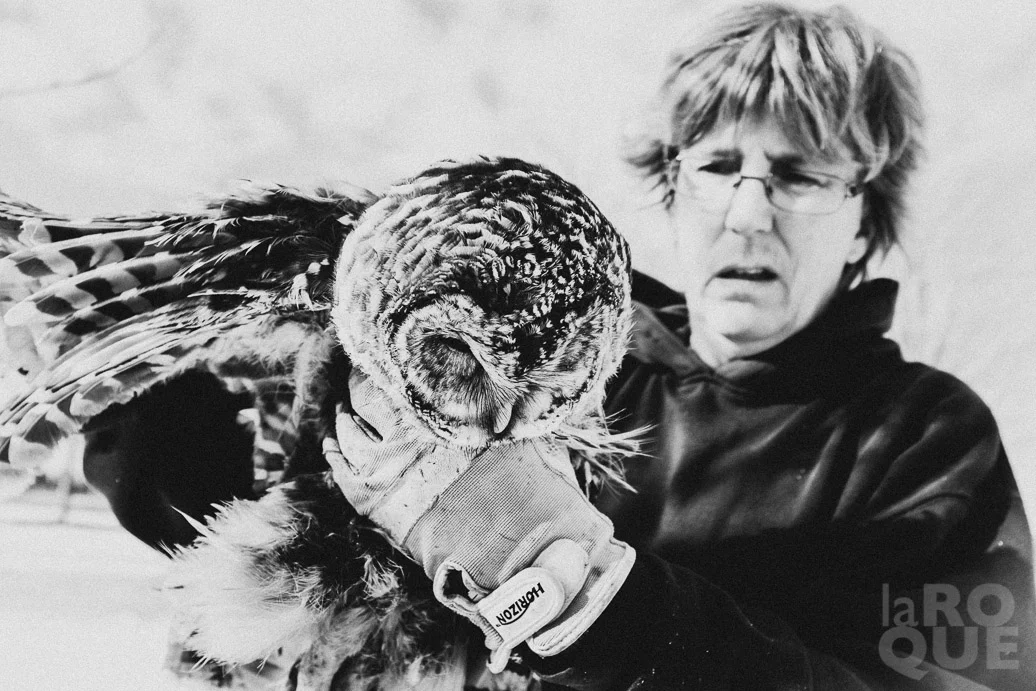 2_laROQUE_owl.jpg