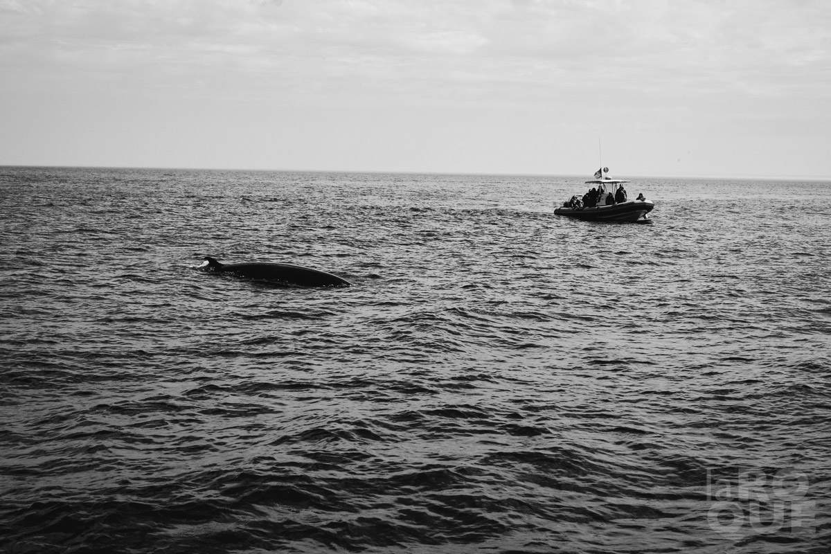 LAROQUE-beaches-whales-12.jpg