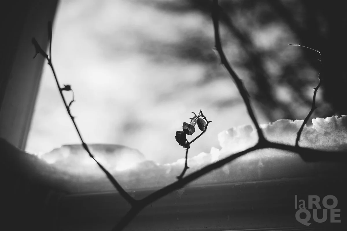 LAROQUE-holiday-symbols-24.jpg