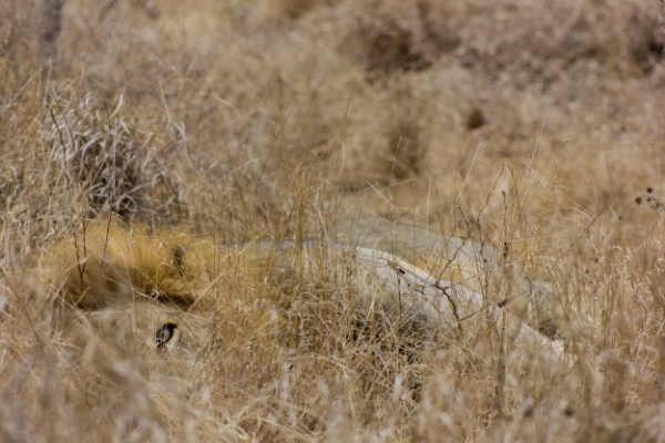 It'd be pretty scary if you walked up on this guy. Photo credit goes to Matt. 