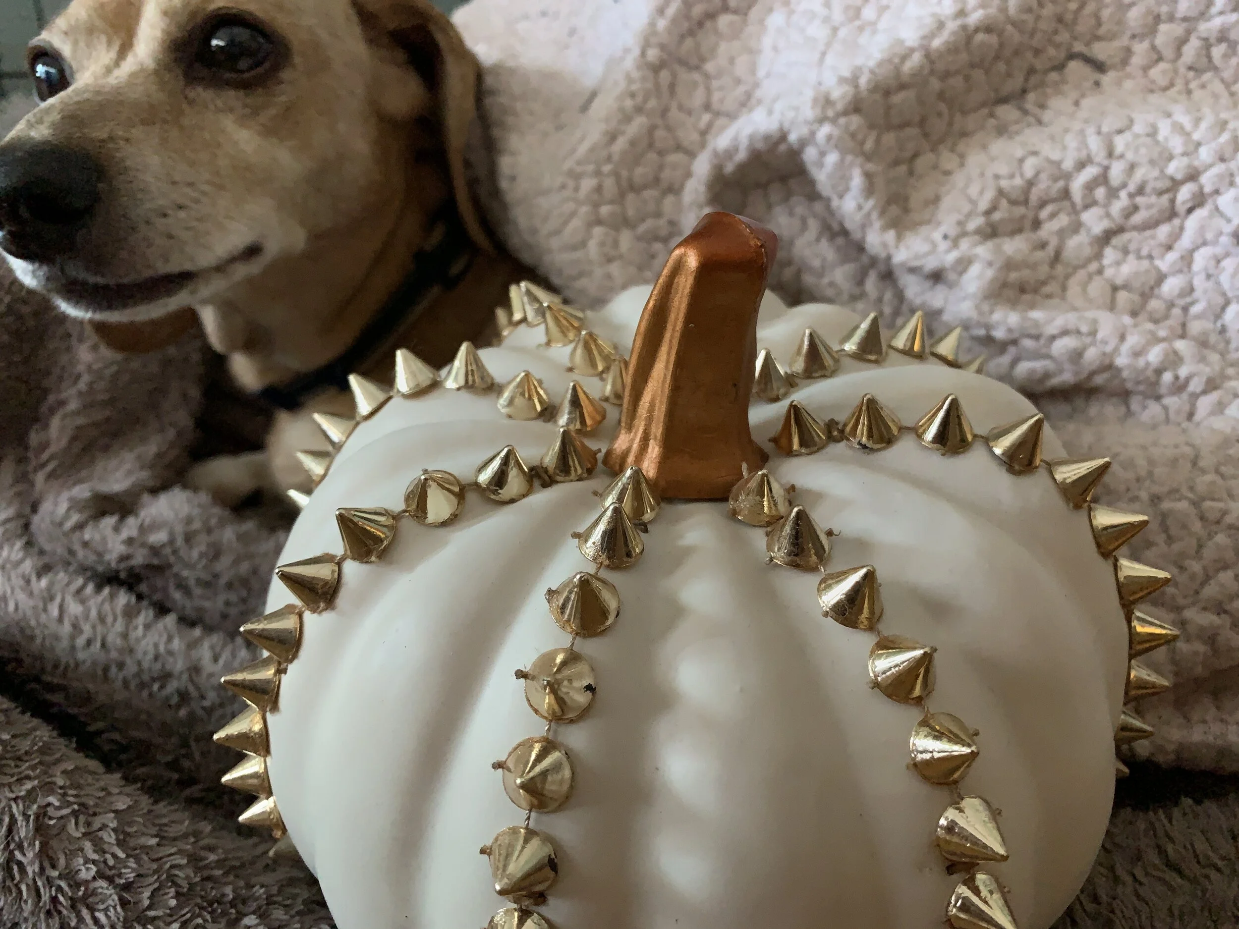 Cowboy gets cozy with a spiky autumn pumpkin.