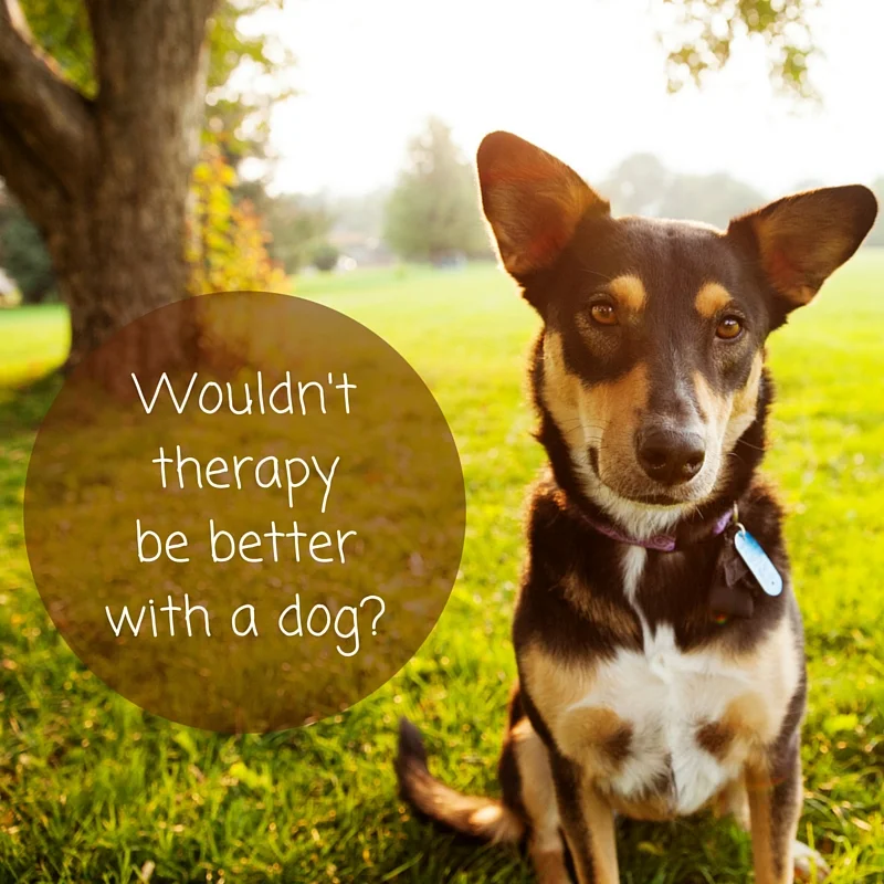 Would therapy be better with a dog? Introducing Animal Assisted Therapy with Nova.