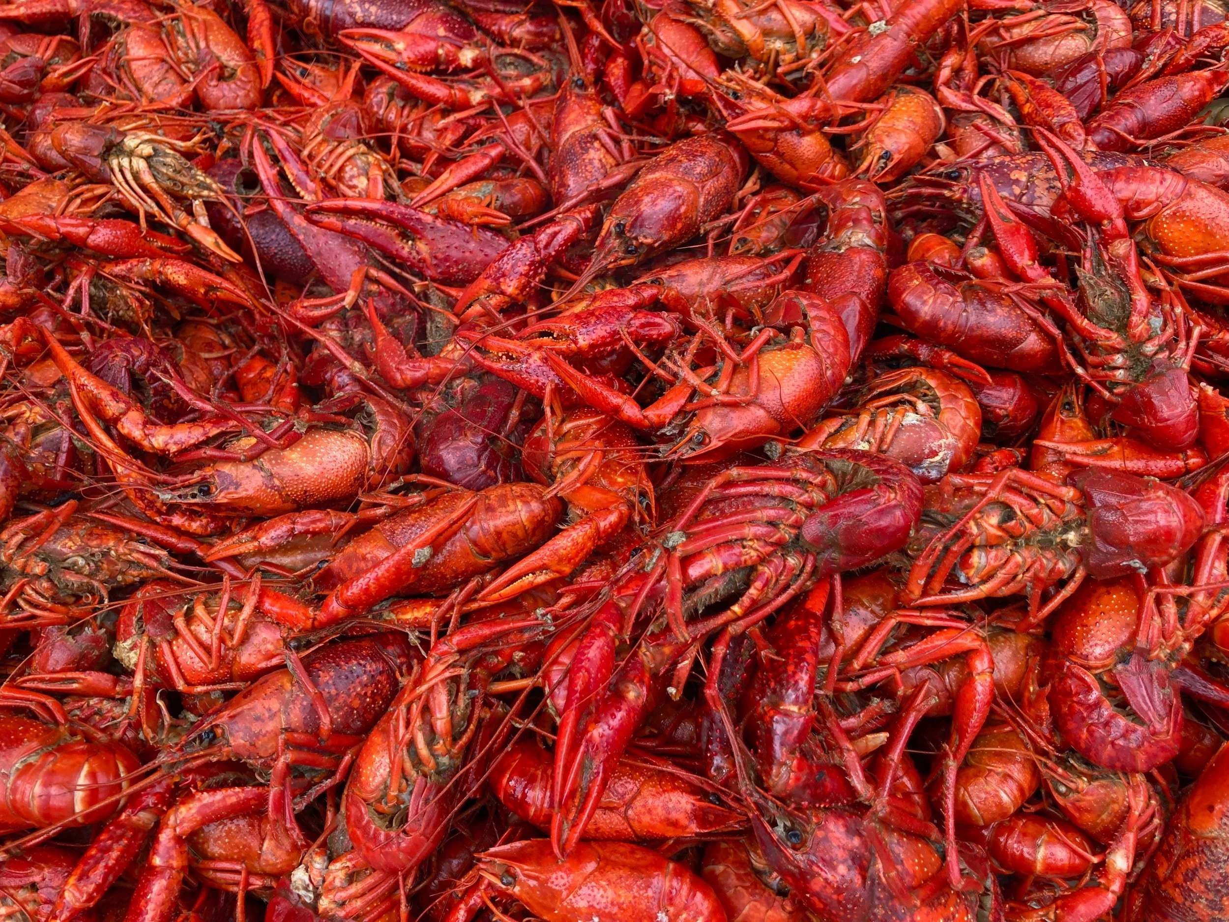 ELAP Update: Crawfish Assistance Has Arrived!!