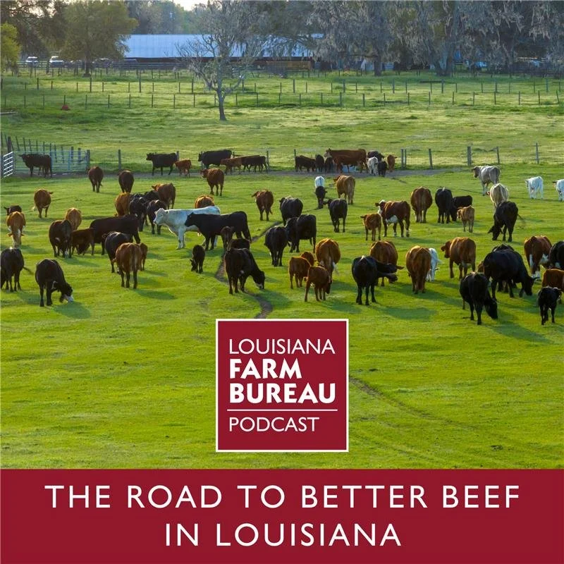 The Road to Better Beef in Louisiana