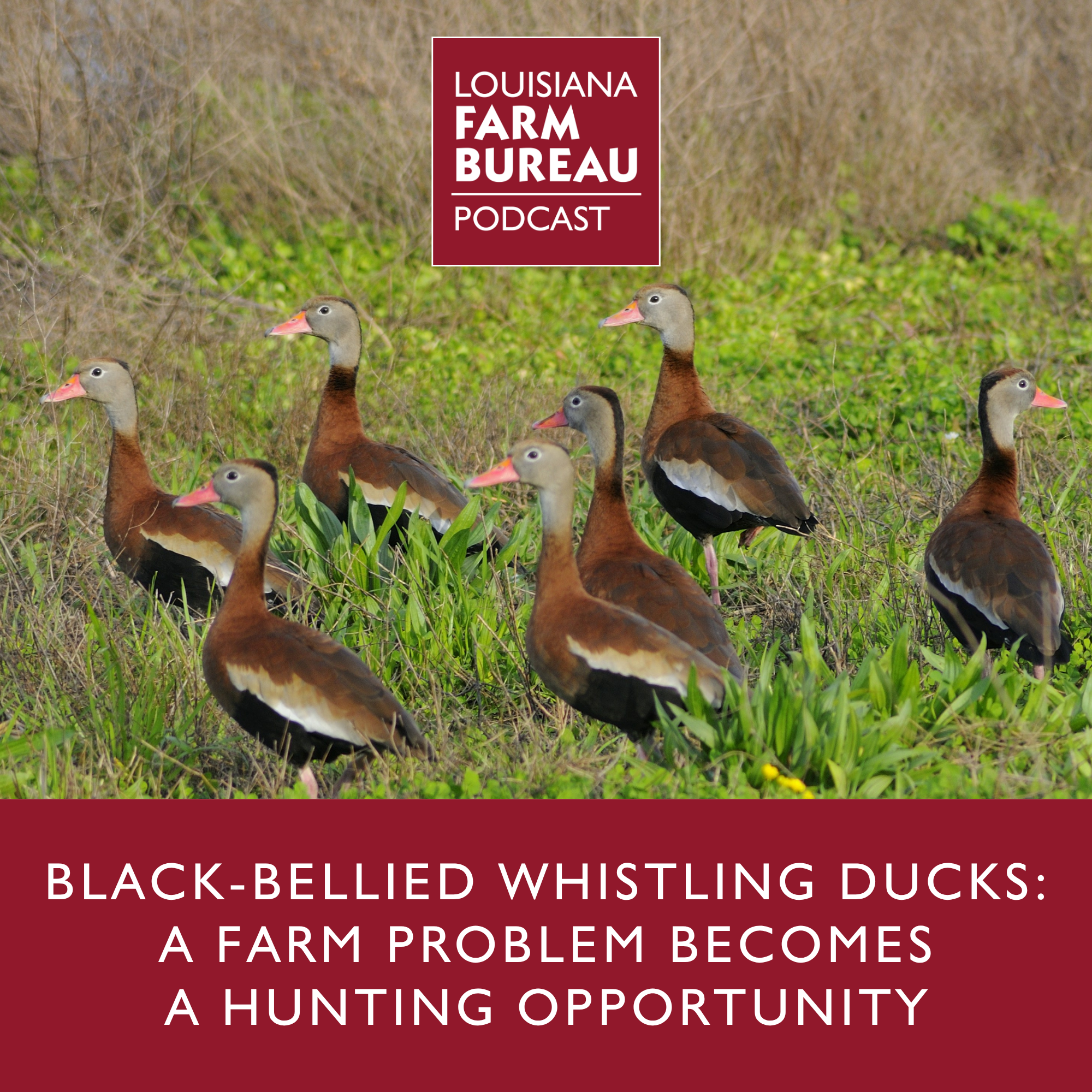Black-Bellied Whistling Ducks: A Farm Problem Becomes a Hunting Opportunity