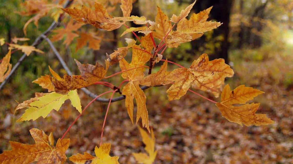 01SPCR Autumn 018.jpg