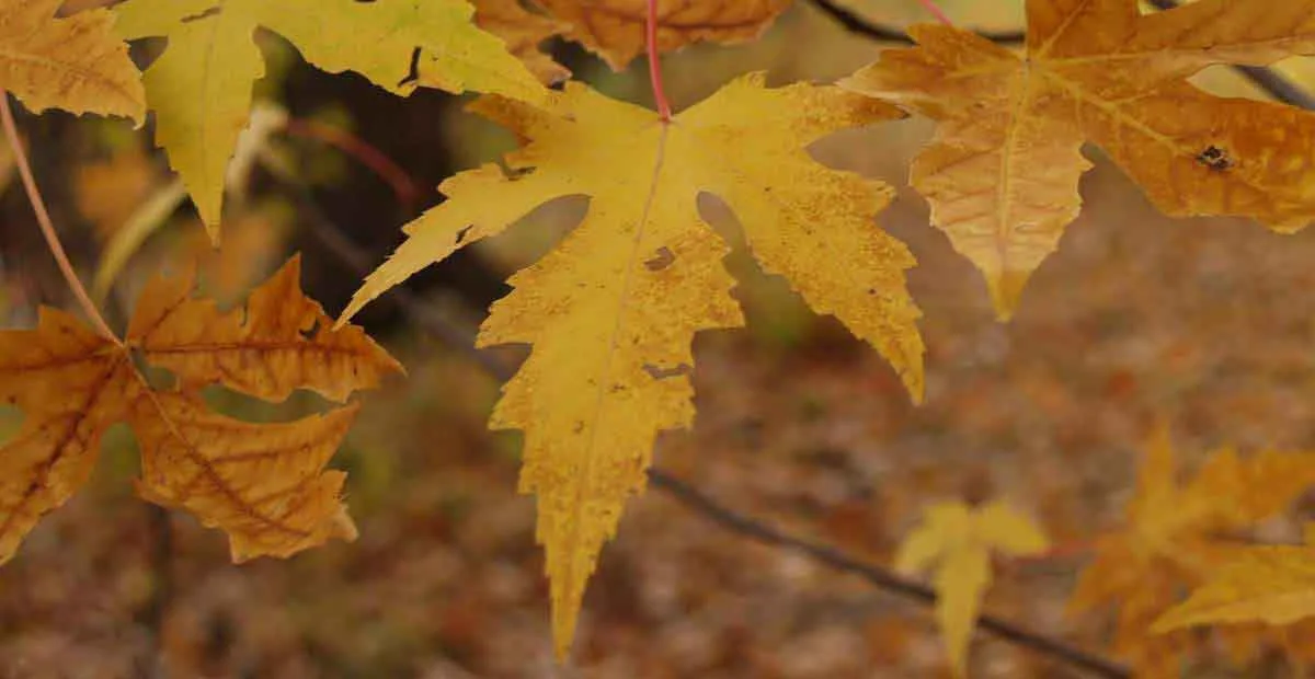 01SPCR Autumn 020.jpg