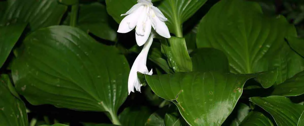01SPCR Flowers 012.jpg