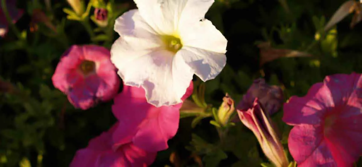 01SPCR Flowers 0021.jpg