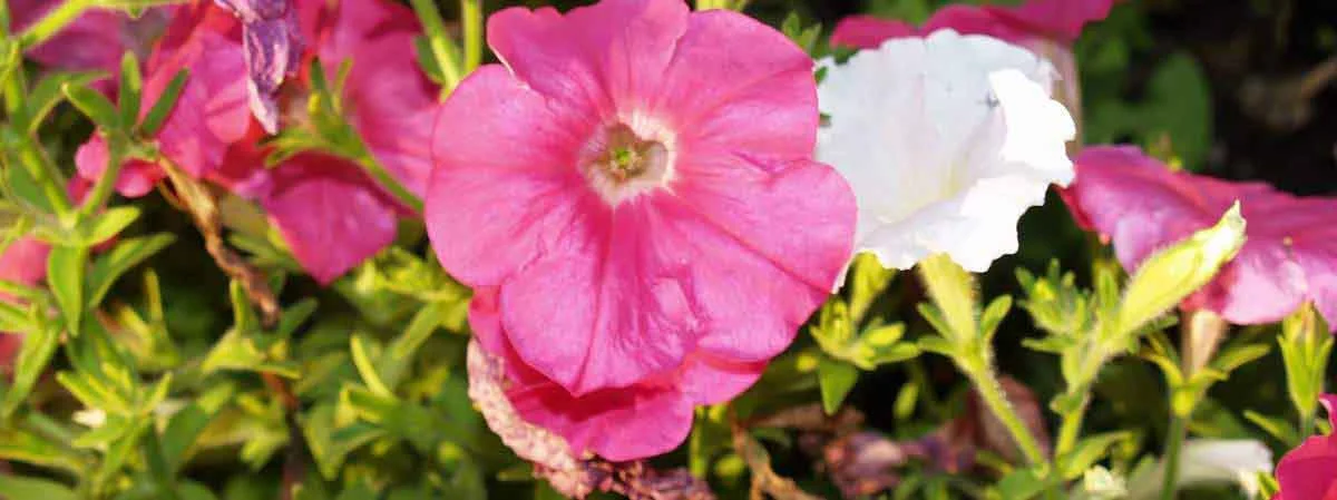 01SPCR Flowers 0031.jpg
