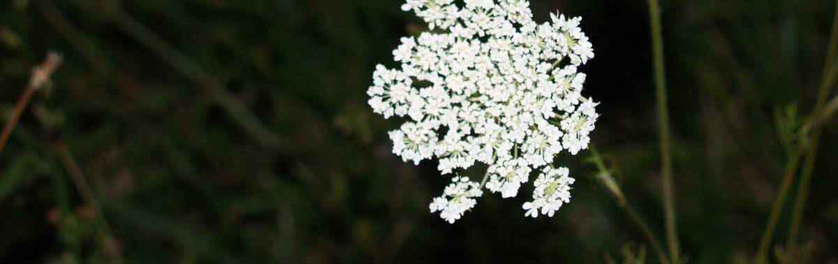 01SPCR Flowers 060.jpg