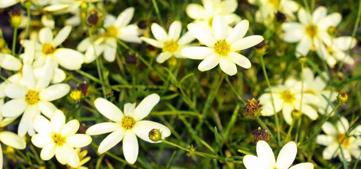 01SPCR Flowers 007111.jpg