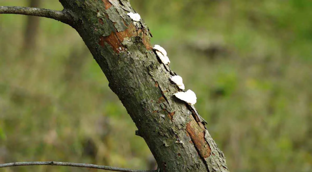 01SPCR Woods 077.jpg