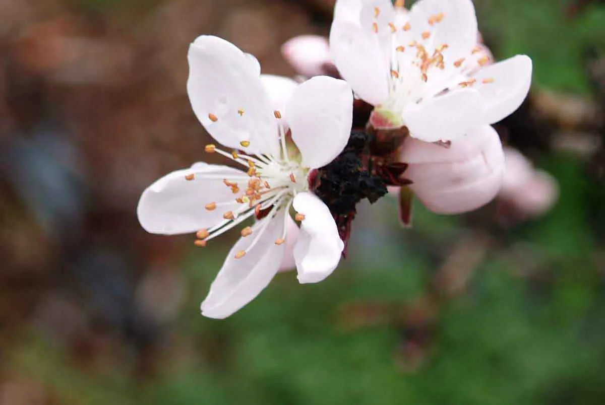 03.23.2007 059-1.jpg