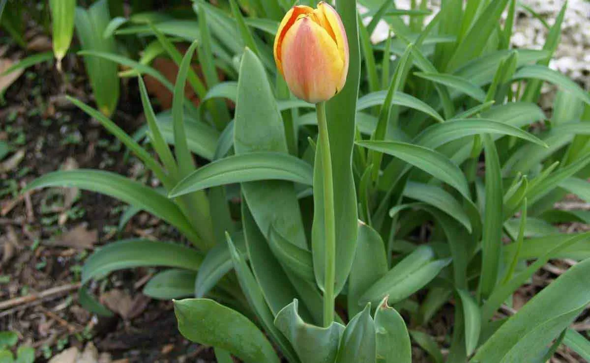 03.23.2007 203-1.jpg