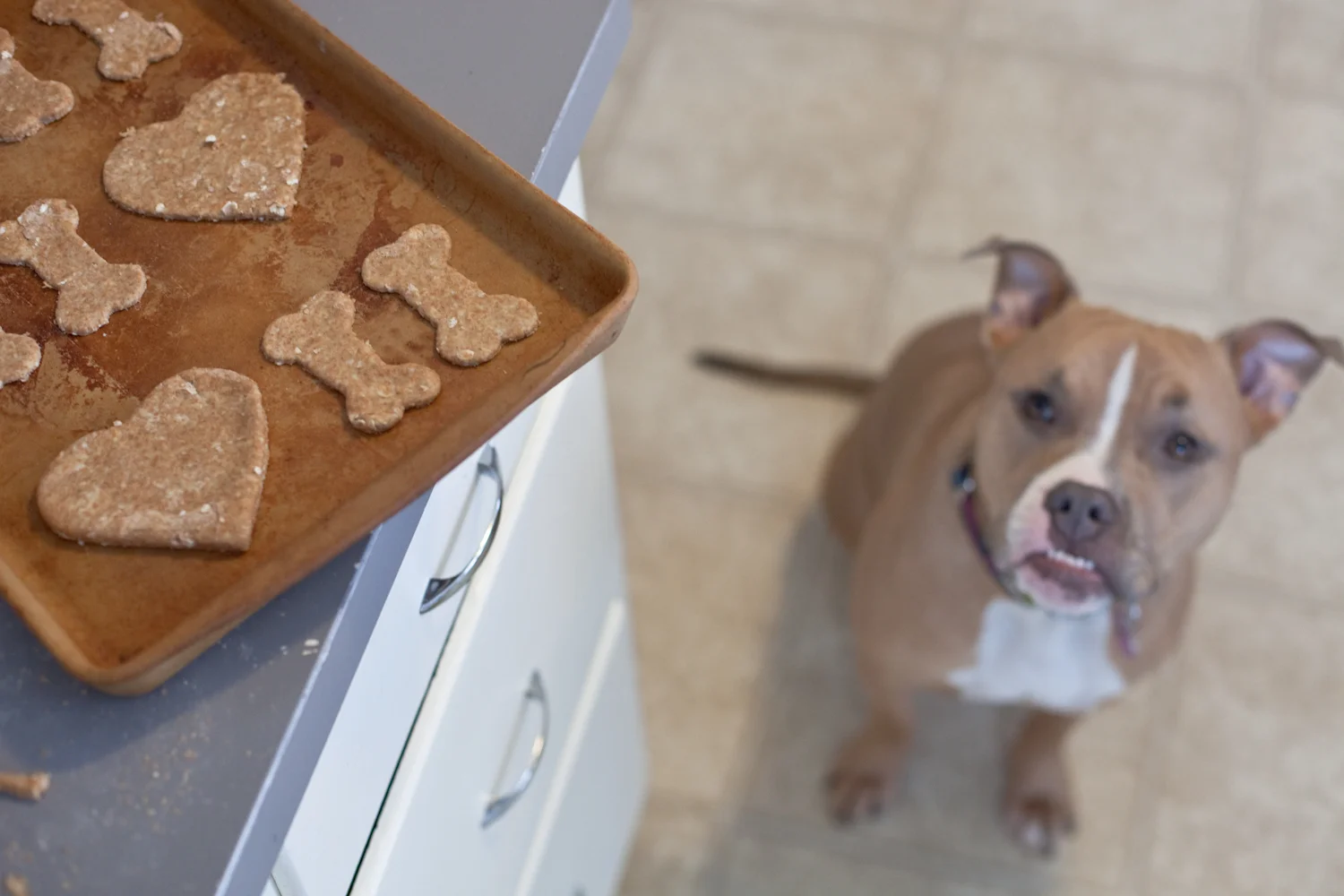 Blog Puppy Cookies-4.jpg