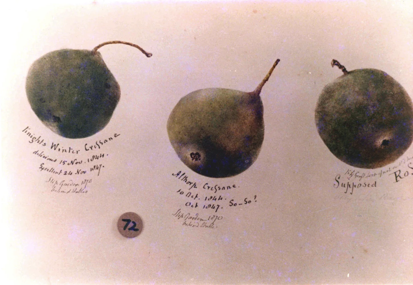 Apples 4549.jpg
