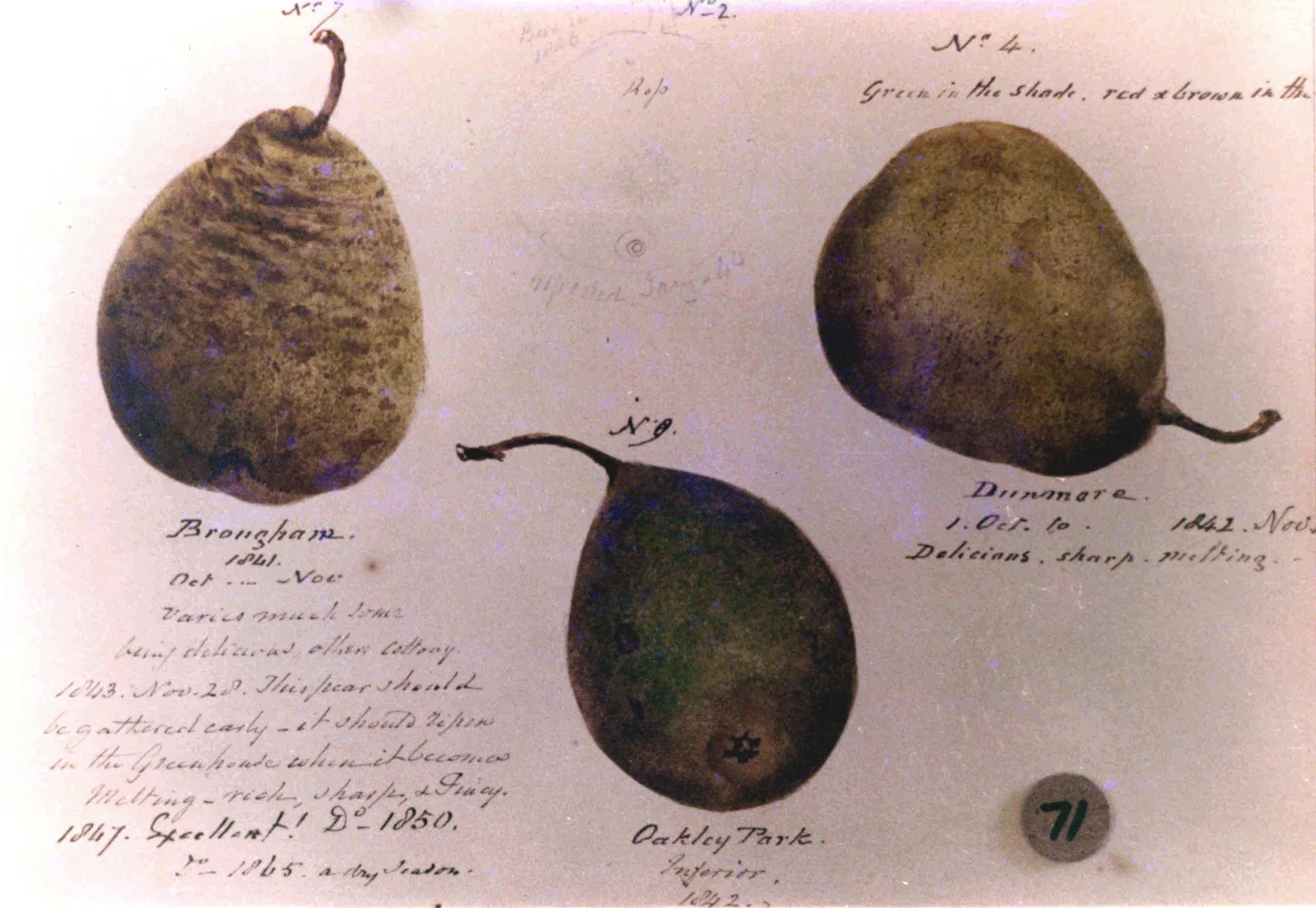 Apples 4548.jpg