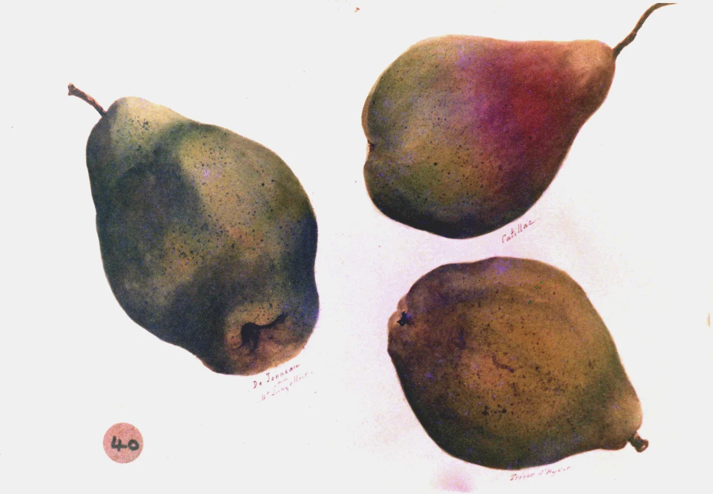 Apples 4543.jpg