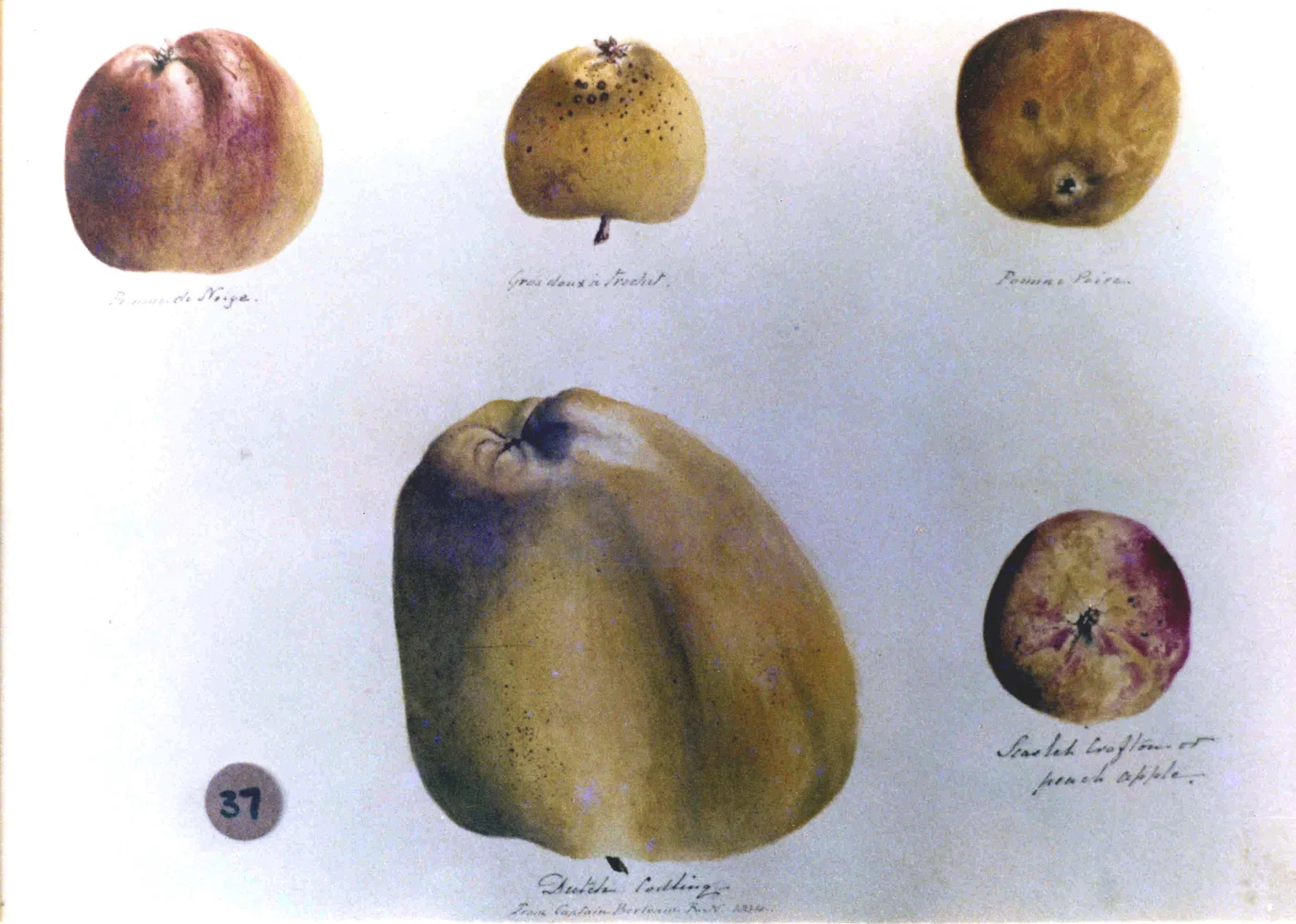 Apples 4540.jpg