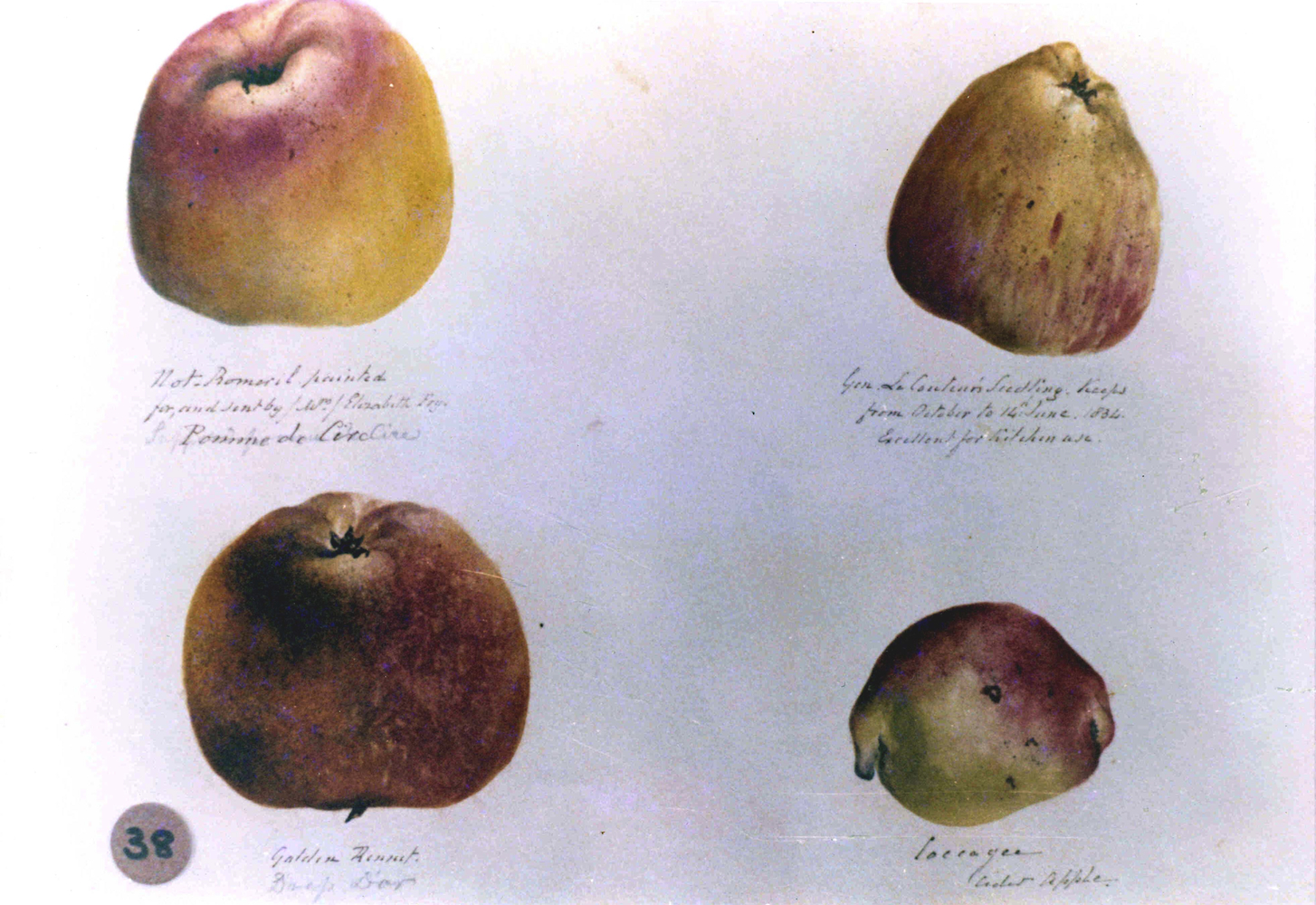 Apples 4541.jpg