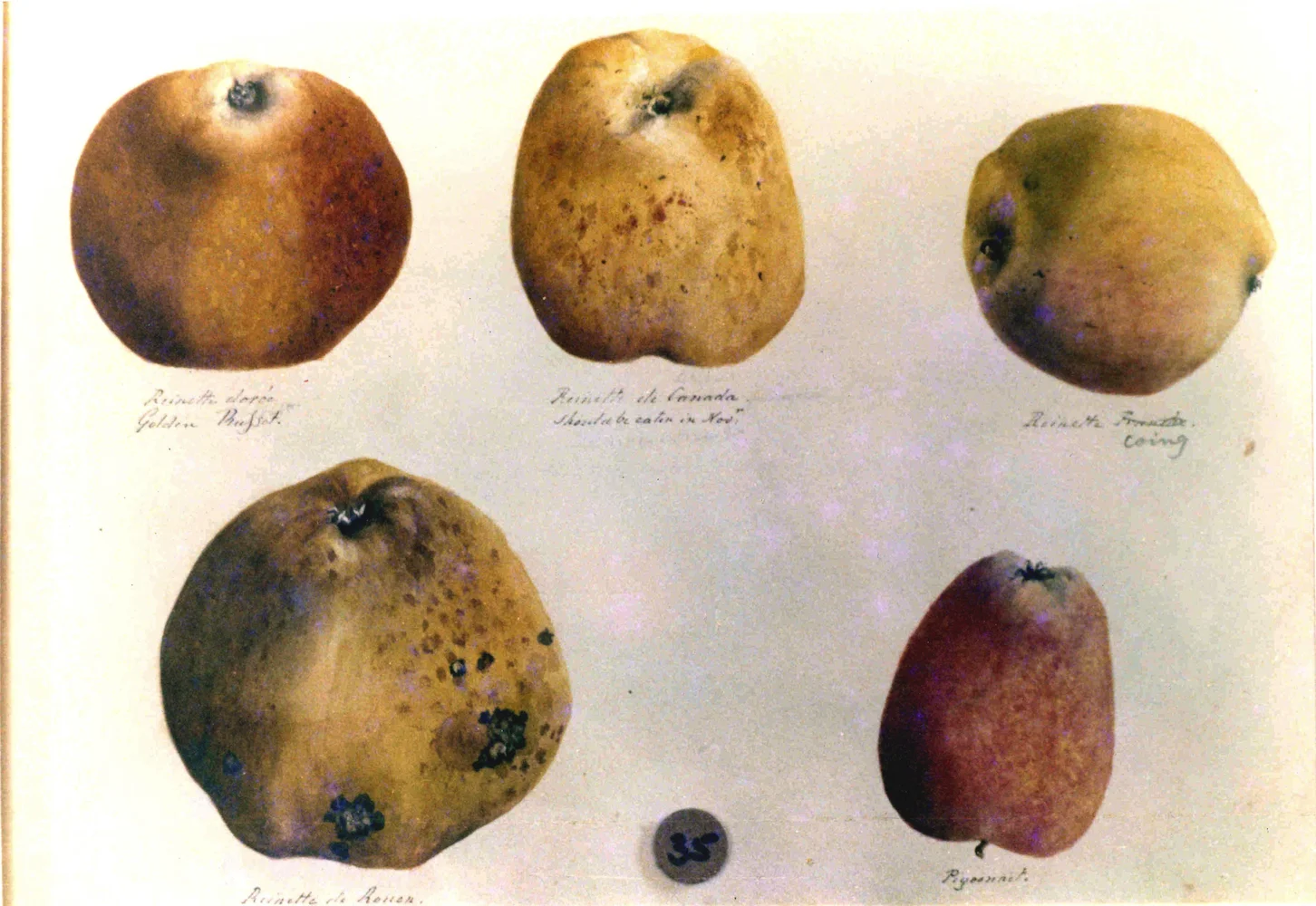 Apples 4538.jpg