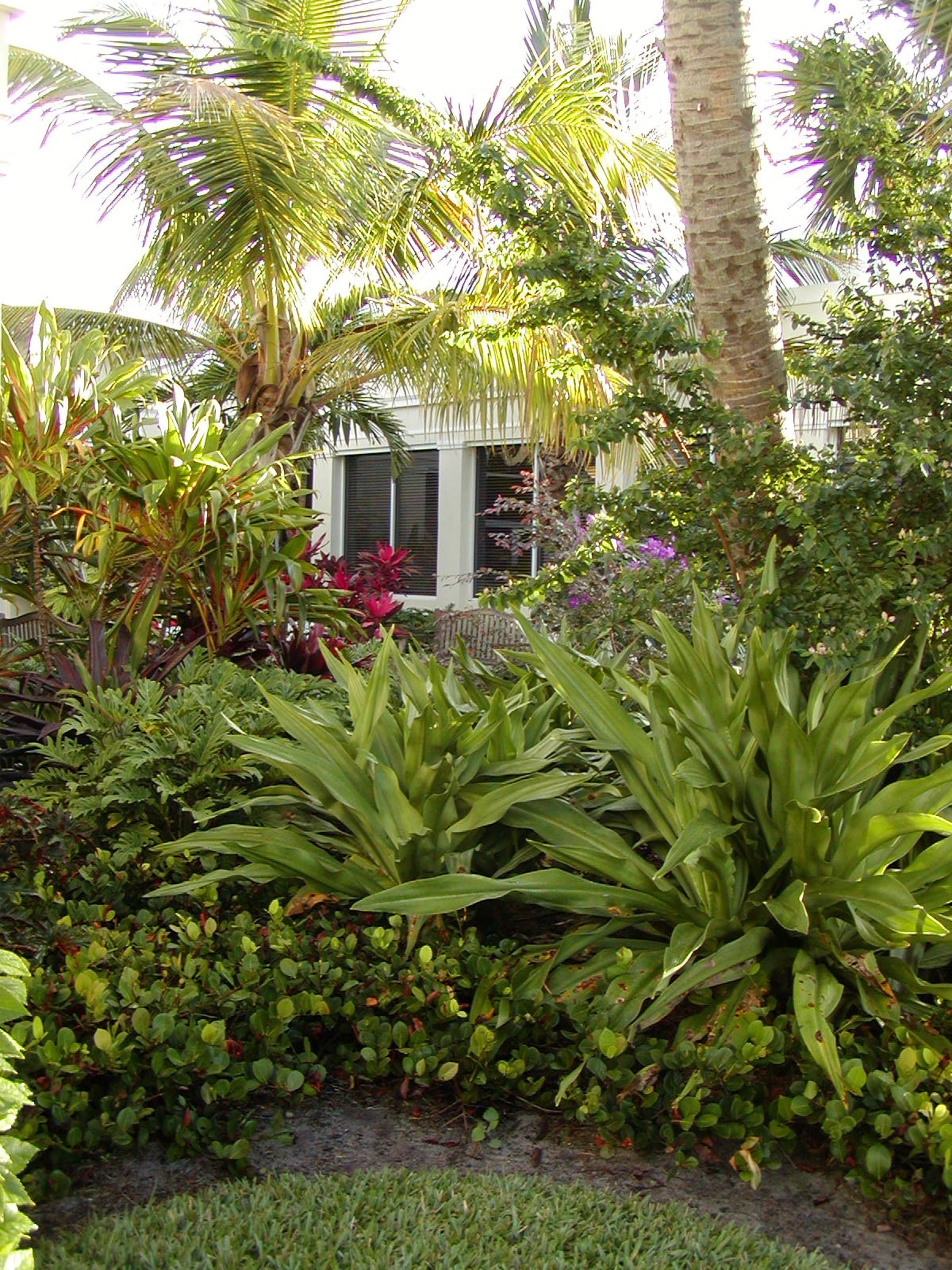 Gentile Holloway O'Mahoney Landscape Architects Planners Environmental Consultants Tropical Plantings.jpg