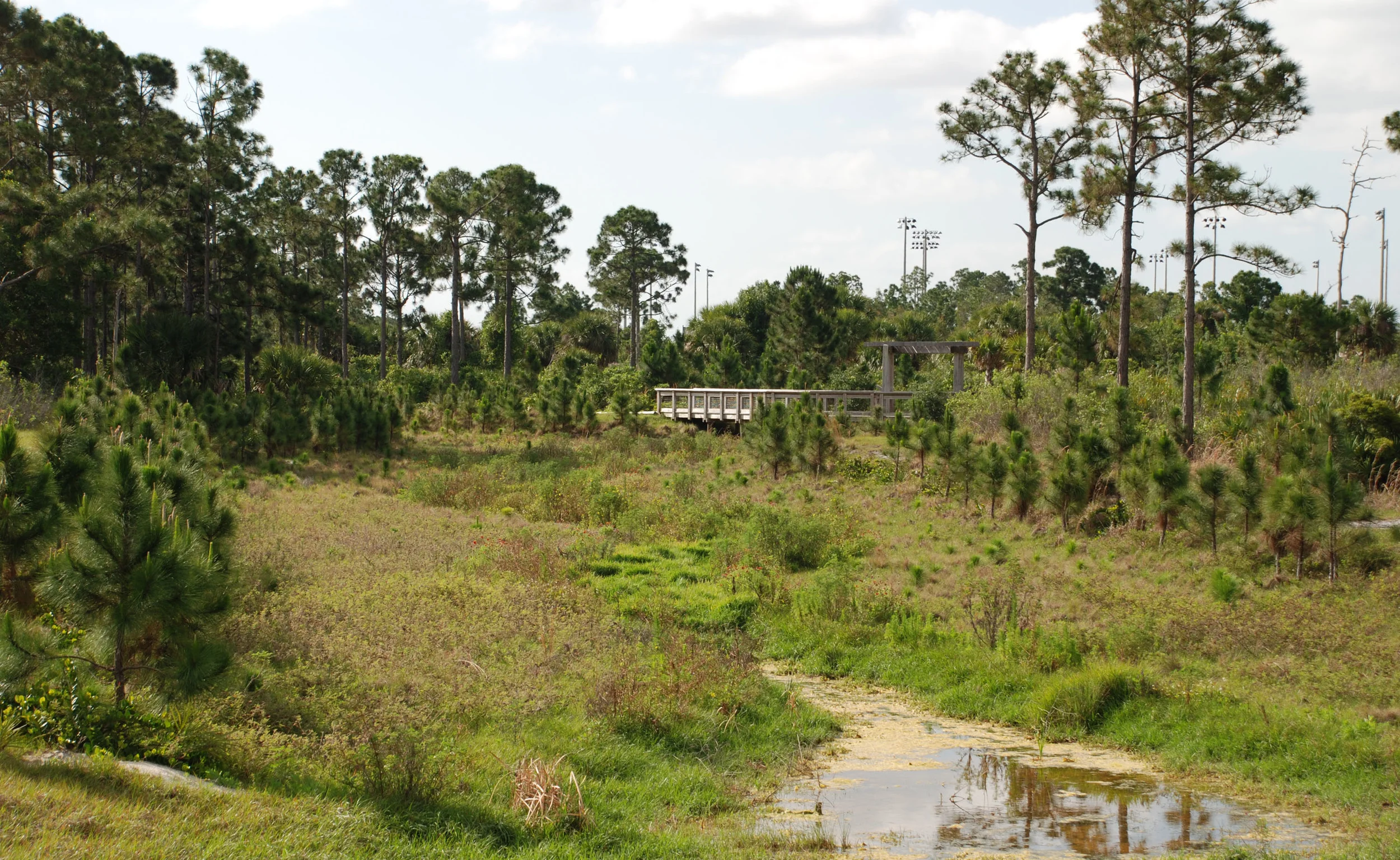 Abacoa Greenway Pine Flatwoods.jpg
