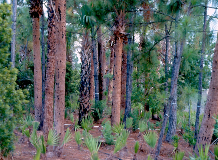 Dyer Landfill Reclamation Palm Beach County Florida Regenerated Landscape.jpg