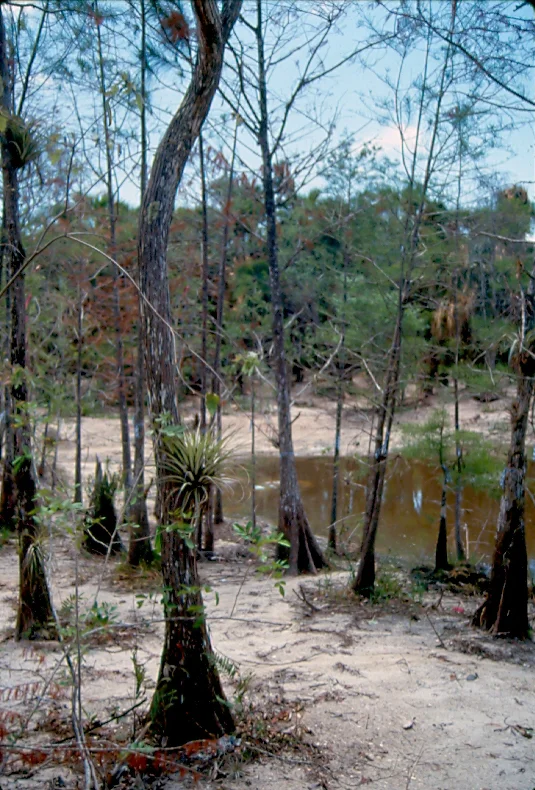 Dyer Landfill Reclamation Palm Beach County Florida Cypress Trees with Native Bromeliads.jpg