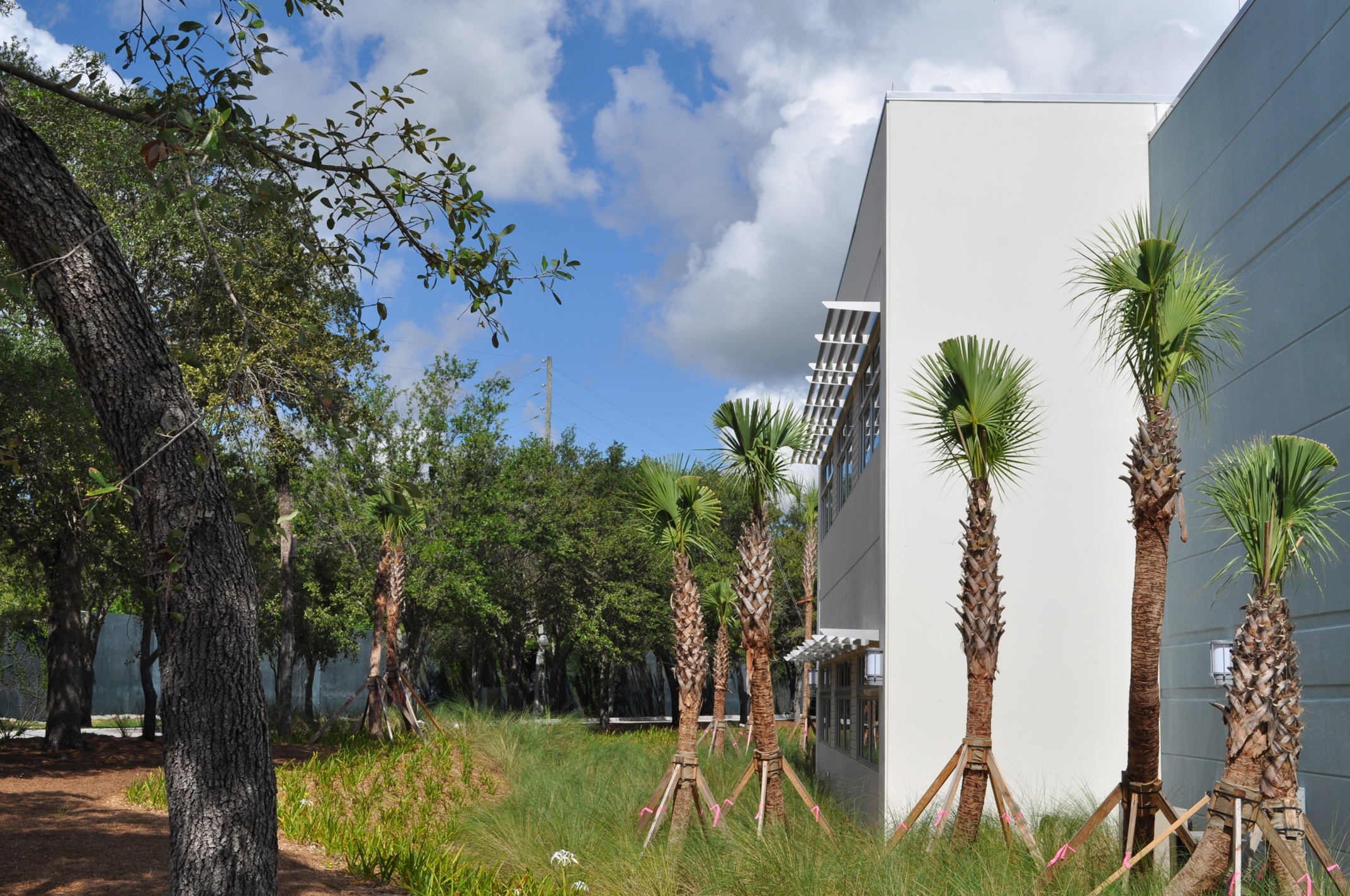 Harbor Branch Oceanographic Institute at FAU Research Laboratory II Bio Swale Native Florida Grasses.JPG