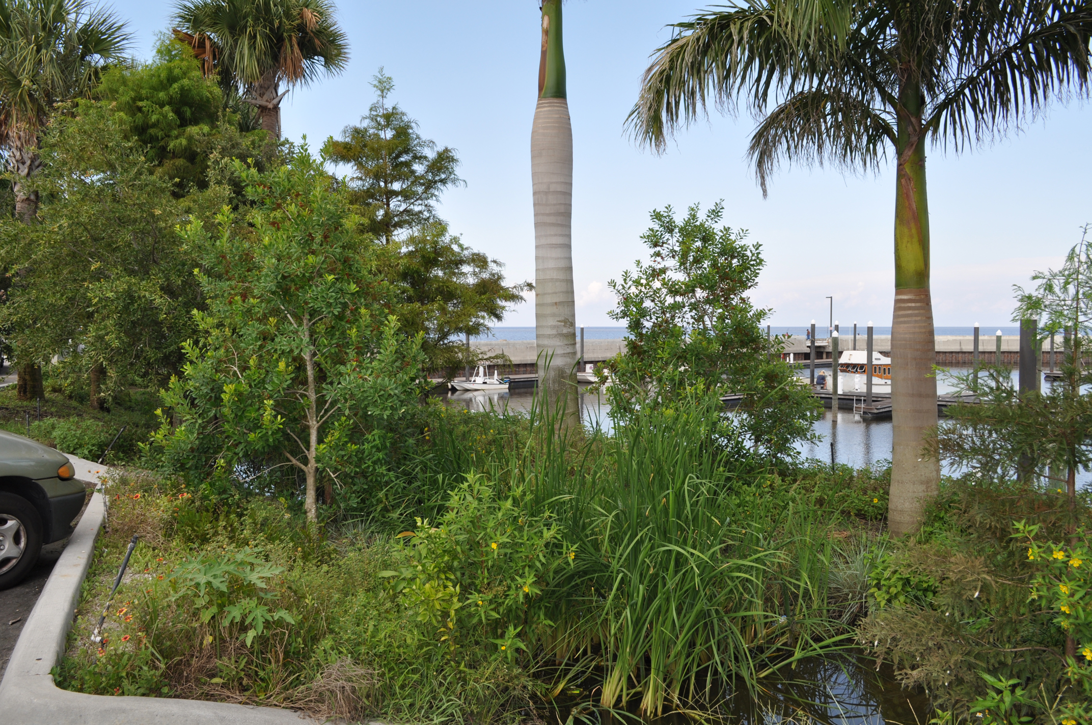 Pahokee Marina and Campground Florida Bioretention along parking.JPG