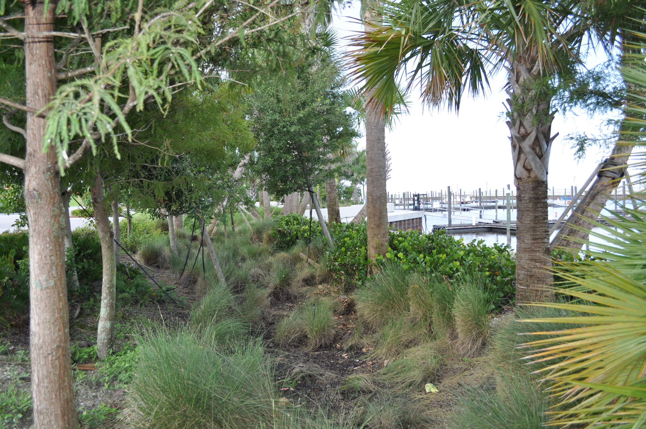 Pahokee Marina and Campground Florida Bioswale Retention Native Plantings.JPG