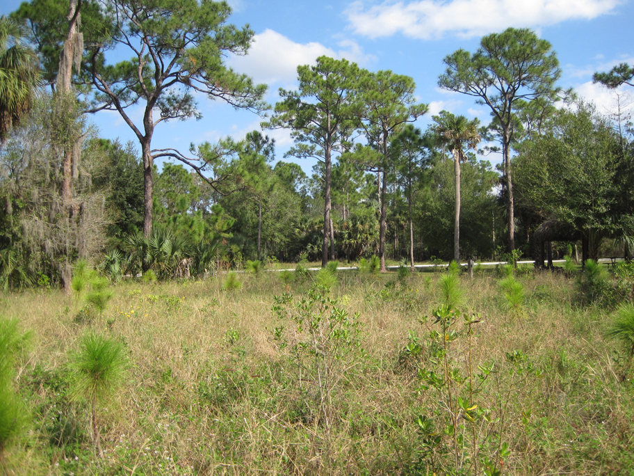 Riverbend Park Palm Beach County Florida Native Landscape.jpg