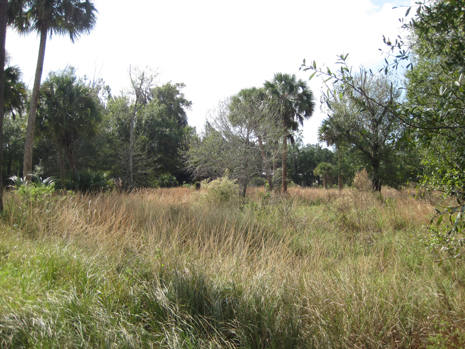 Riverbend Park Palm Beach County Florida Native Grasses.jpg