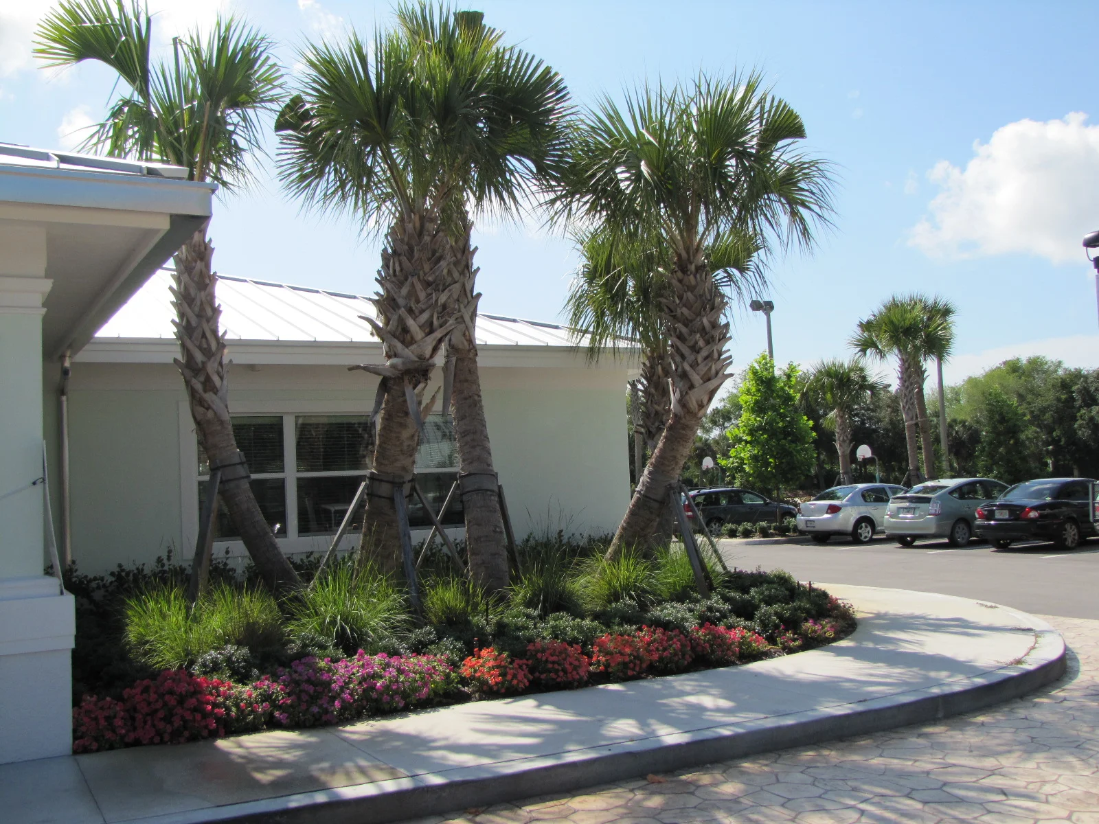 Turtle River Montessori Sabal Palms Annuals.jpg