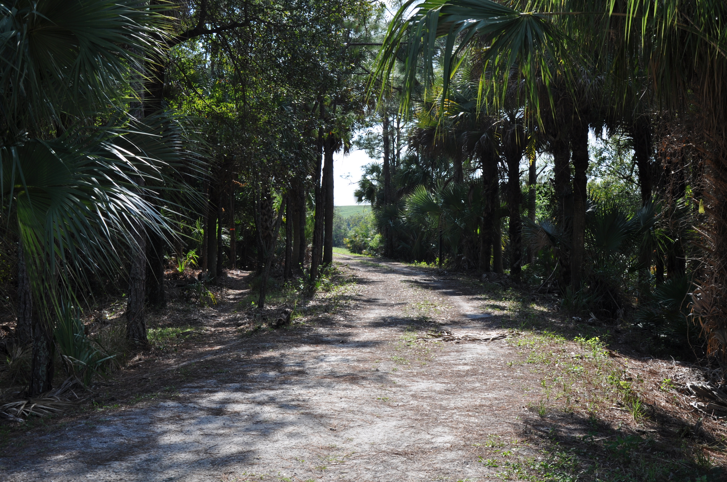 Dyer Landfill Reclamation Palm Beach County Florida Natural Area.JPG