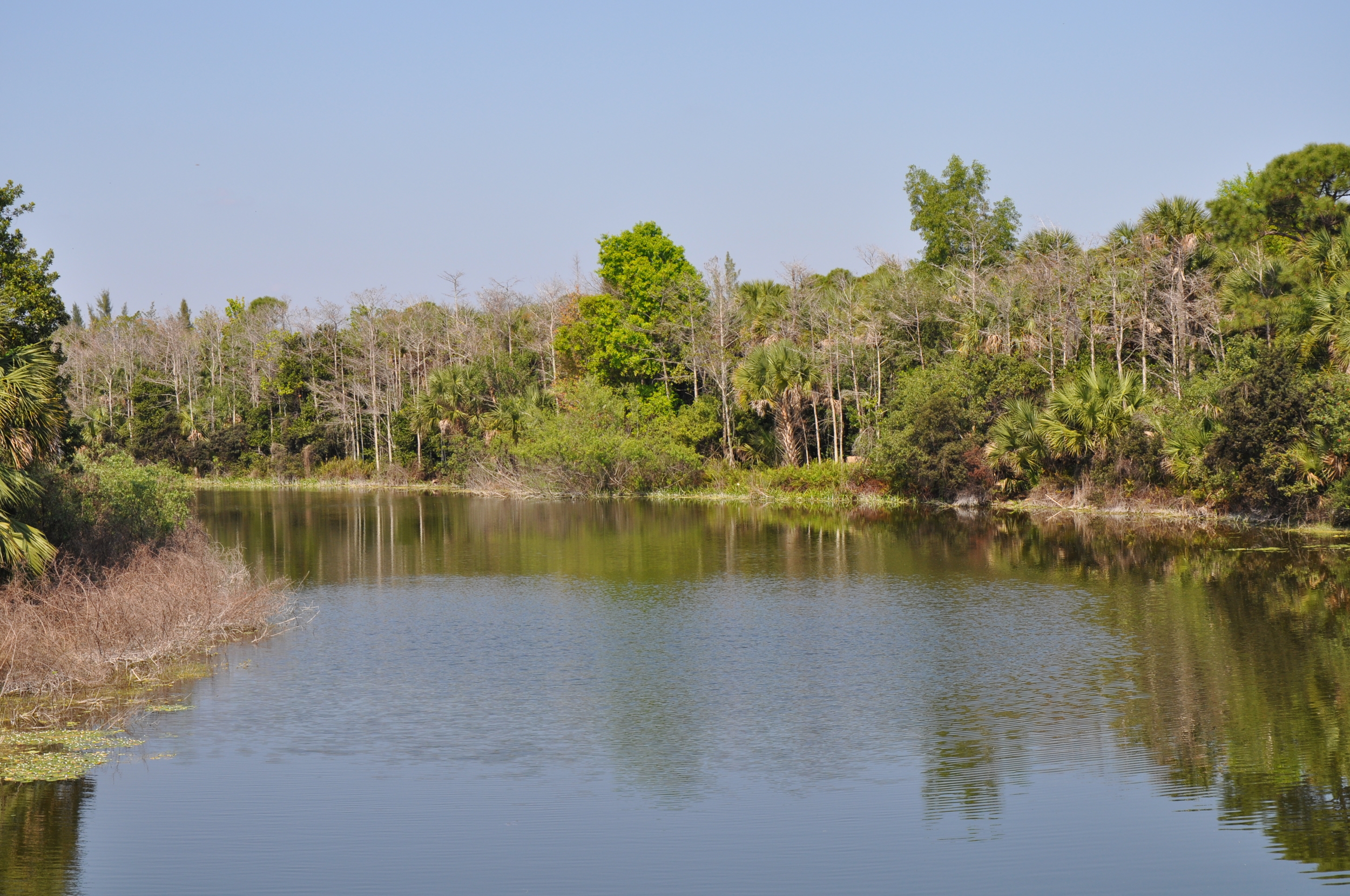 Dyer Landfill Reclamation Palm Beach County Florida Restored Natural Area.JPG