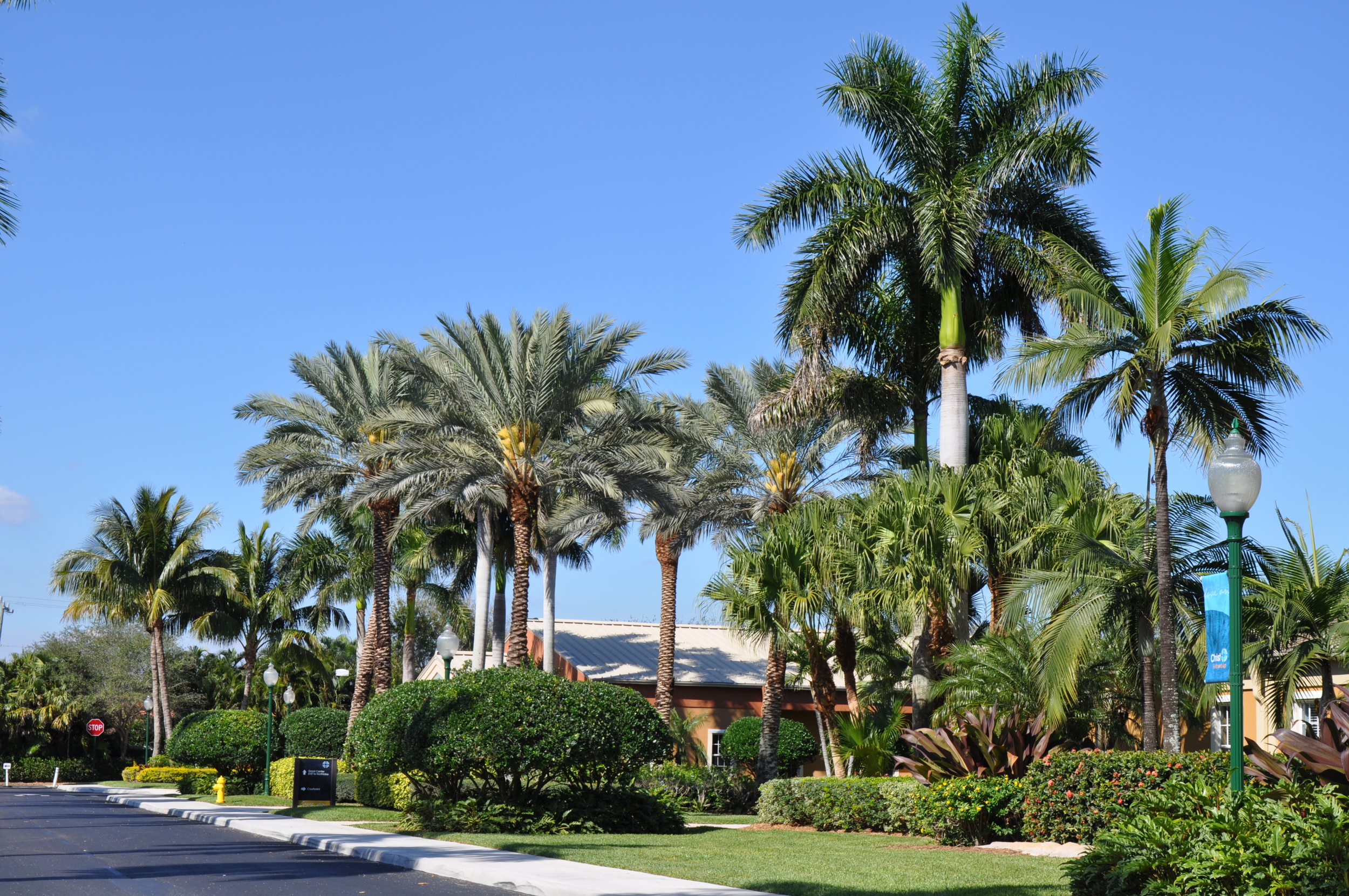 Christ Fellowship Church PBG Date Palms.JPG