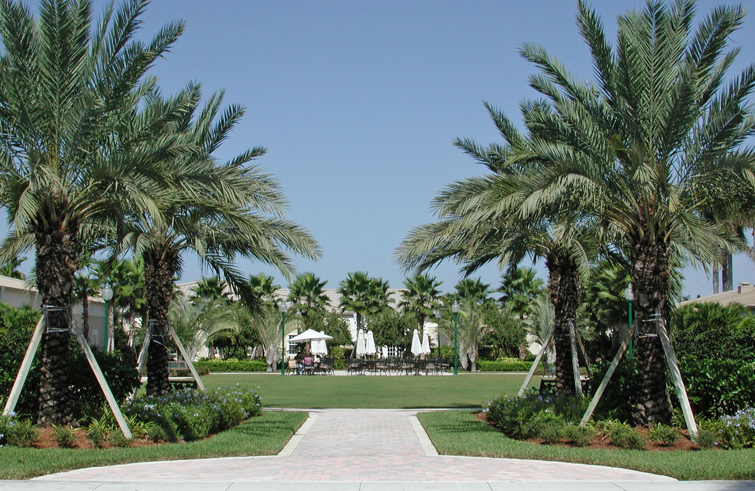 Open Lawn and Date Palms at Christ Fellowship Church Landscaping PBG.jpg