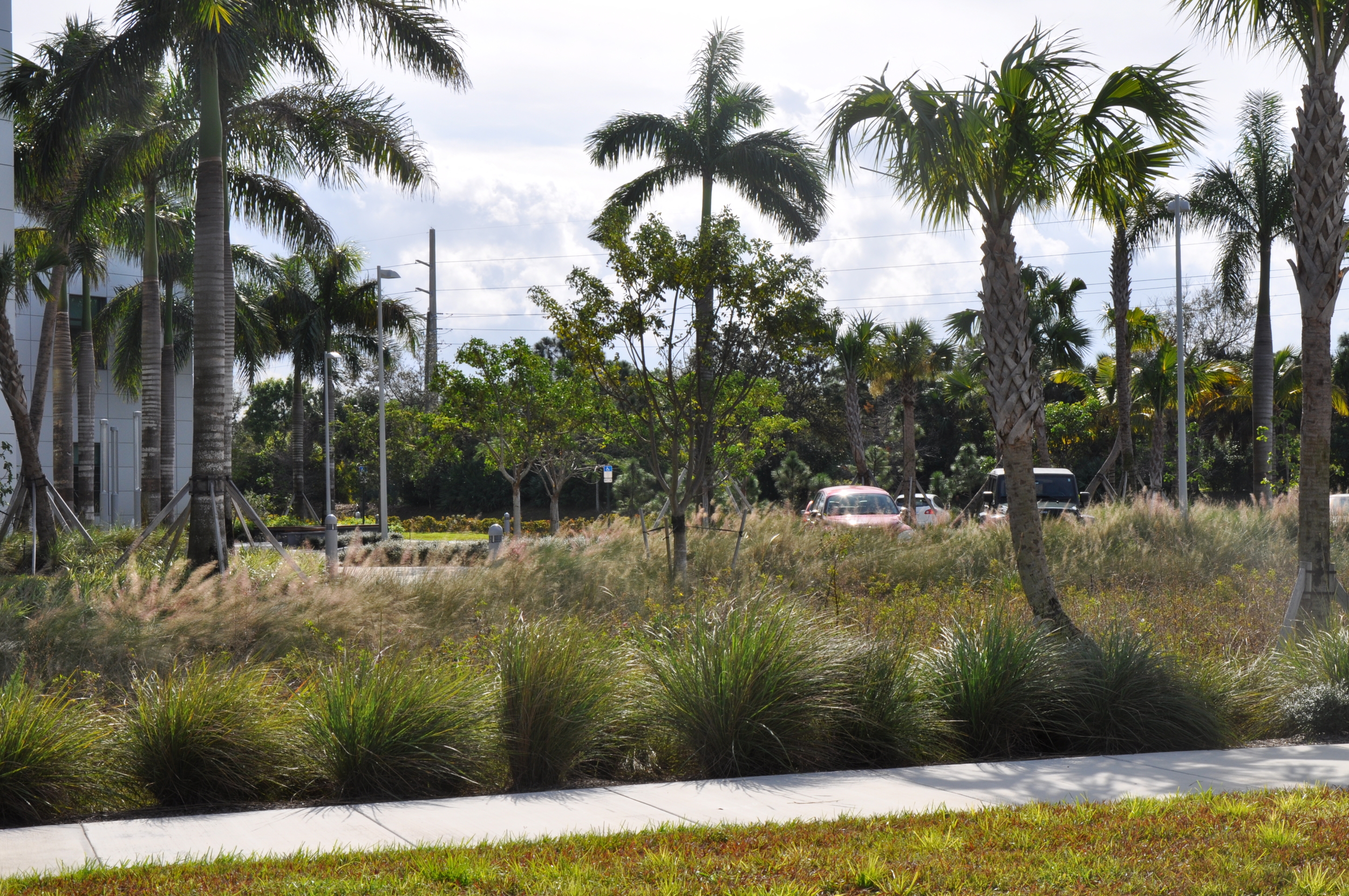 Max Planck  Florida Institute Bio Swale Planted Retention Area.JPG