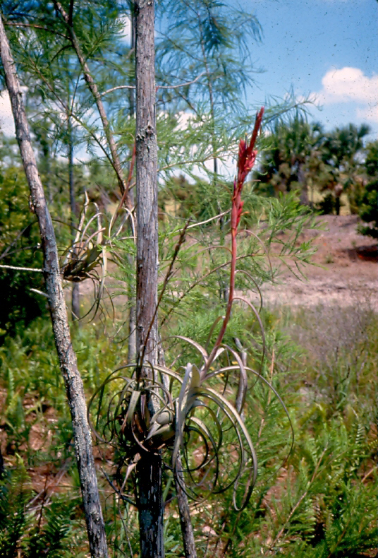 Dyer Landfill Reclamation Palm Beach County Florida Native Bromeliad.jpg