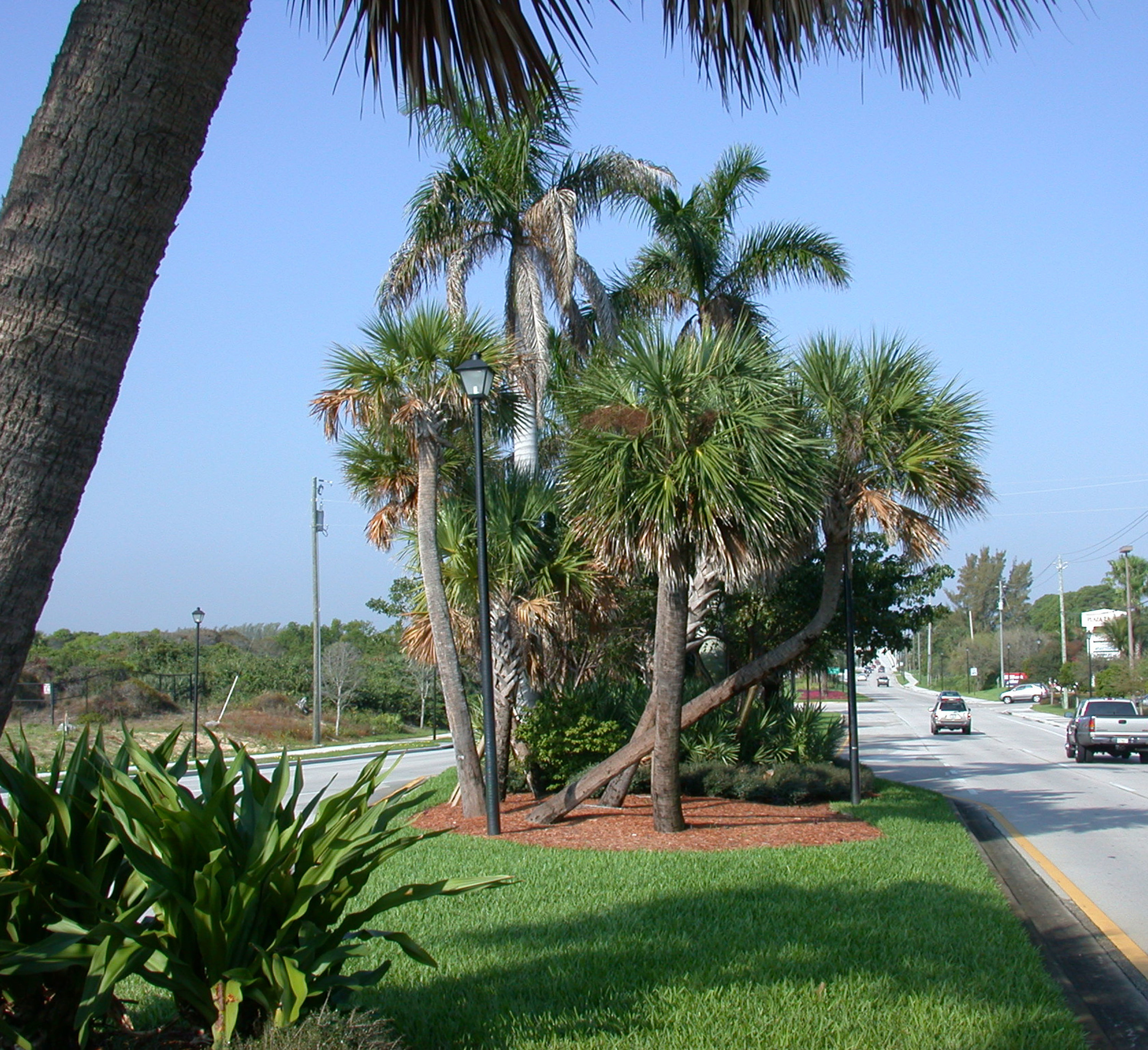 Donald Ross Road Palm Beach County Florida Landscape Sabal Palm Clusters.jpg