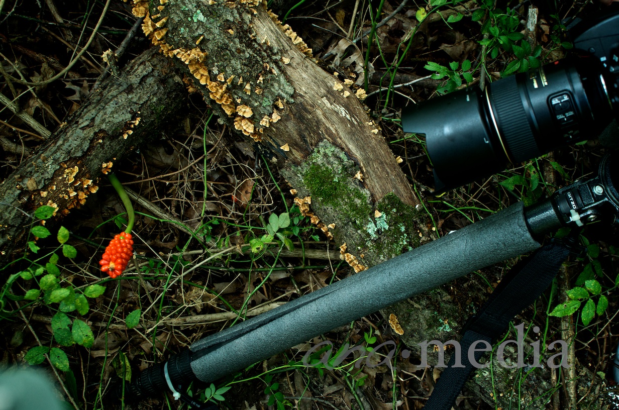 DSC_1558.jpg