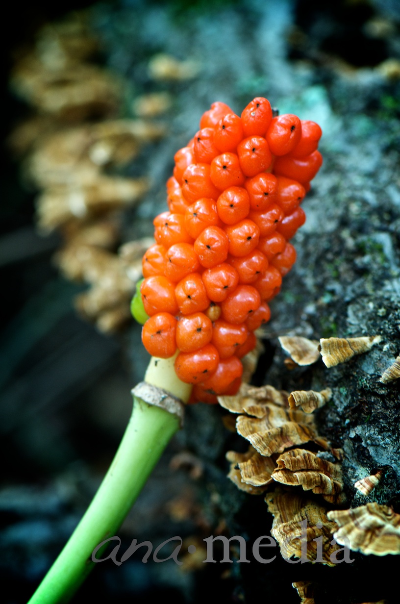 DSC_1534.jpg